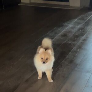 Meet your Posher, Troy combs